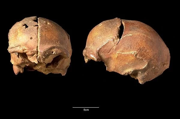 Homo sapiens cranium (Irhoud 2)