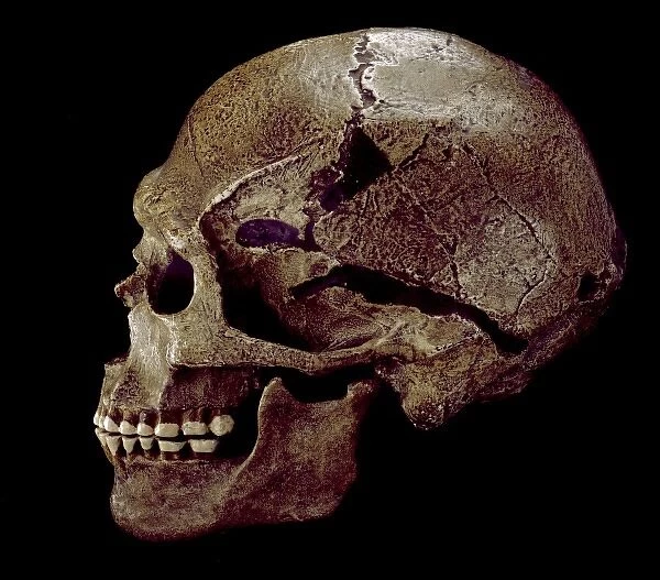Homo sapiens cranium (Predmosti 3) cast