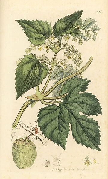Hops, Humulus lupulus