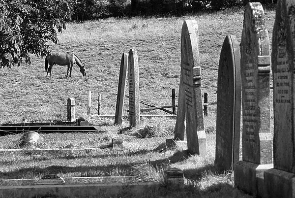 Horse grazes in field next to St John the Baptist graveyard