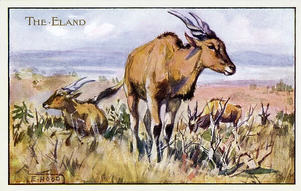 Eland. Pub: Humphrey Milford, Postcards for the Little Ones