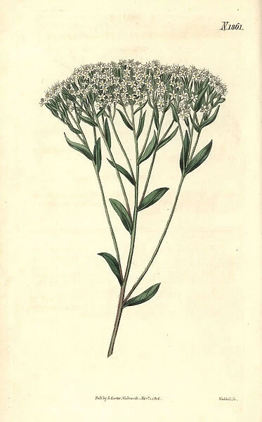 Hyssop-leaved stevia, Stevia eupatoria