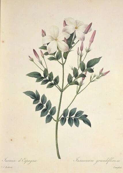 Jasminum grandiflorum, Spanish jasmine