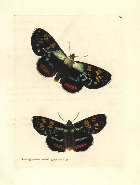 Josephs coat moth, Agarista agricola