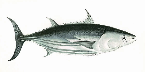 Katsuwonus pelamis, or Skipjack tuna