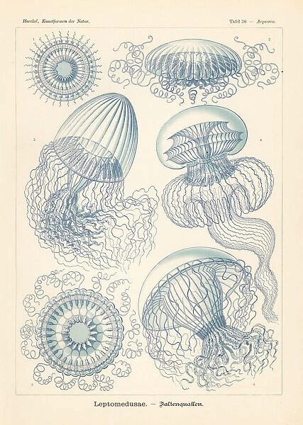 Leptomedusae jellyfish