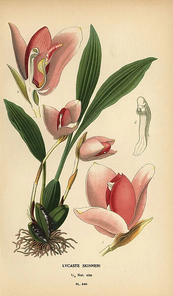 Lycaste virginalis orchid