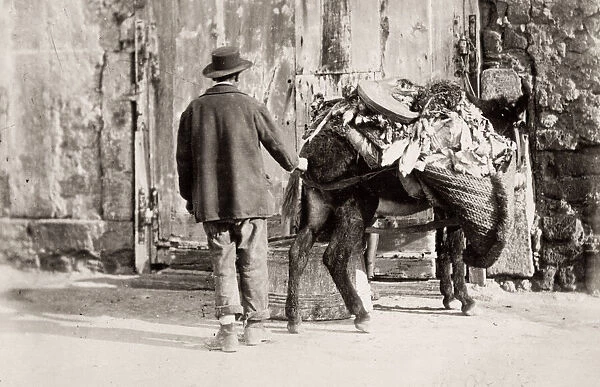 Man and his donkey with a heavy load, southern Italy