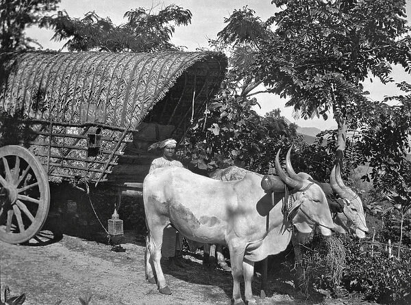 Man with ox-drawn cart, India