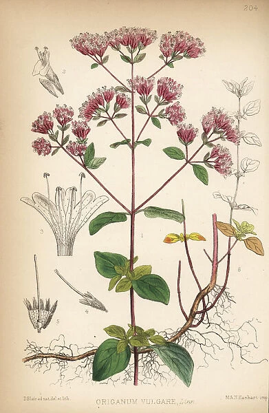 Marjoram or organy, Origanum vulgare
