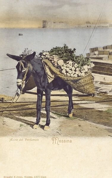 Messina - Italy - A Donkey carrying turnips