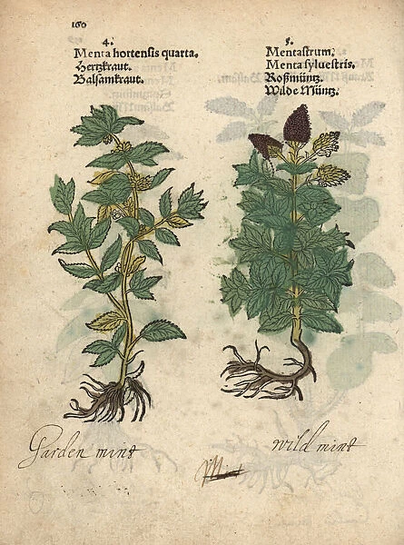 Mint, Mentha x gracilis, and horse mint, Mentha longifolia
