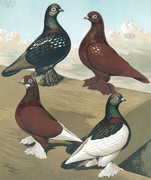 Muffed Flying Tumblers, Pigeons