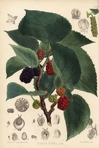 Mulberry, Morus nigra