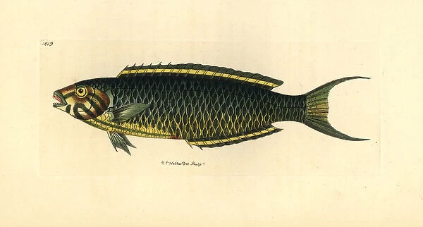 Narrow-barred Spanish mackerel, Scomberomorus commerson