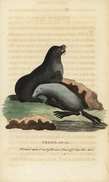 Northern fur seal, Callorhinus ursinus