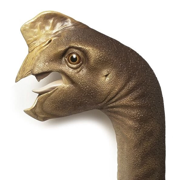 Oviraptor. A model head of an Oviraptor. These dinosaurs are believe to