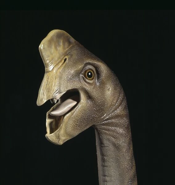 Oviraptor head