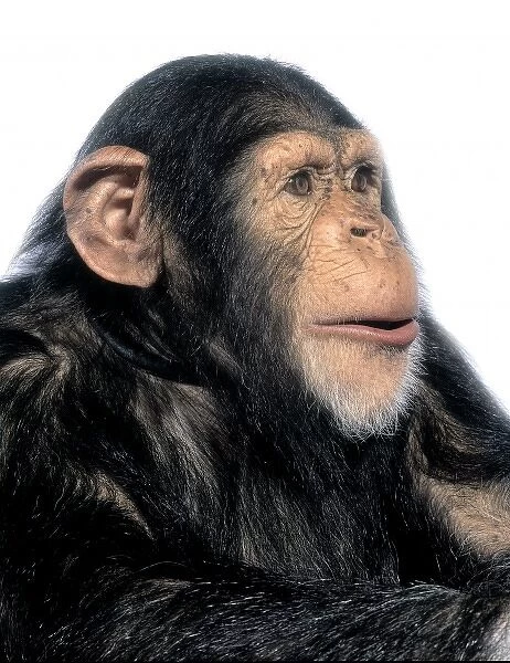 Pan troglodytes, chimpanzee