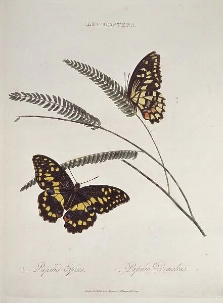 Papilio epius