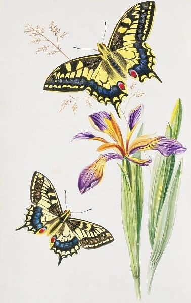 Papilio machaon, swallowtail