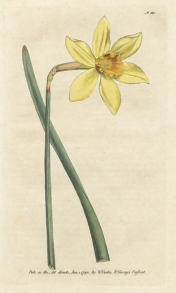 Peerless daffodil, Narcissus incomparabilis