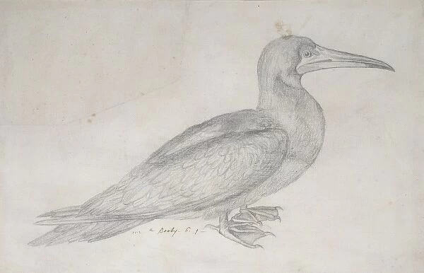Booby. A pencil sketch from the Drawings Collection of Thomas Malie (1726-42)