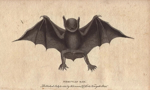 Peruvian bat or harelipped bat, Vespertilio leporinus