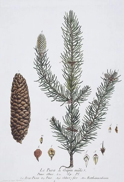 Picea abies, European spruce