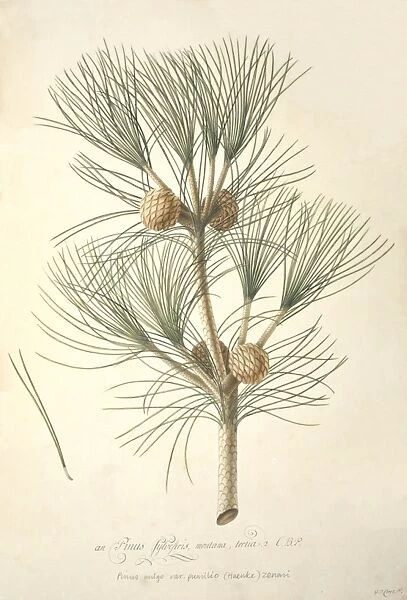 Pinus mugo, European mountain pine