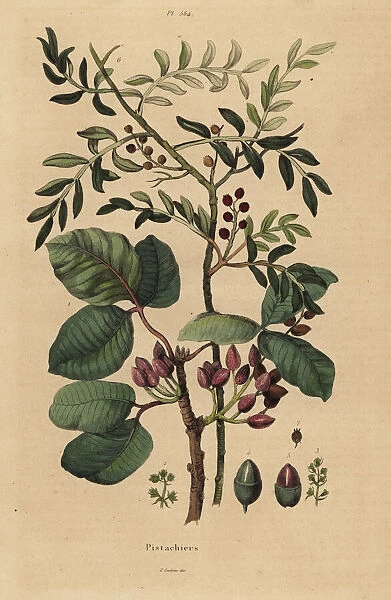Pistachio nut tree, Pistacia vera