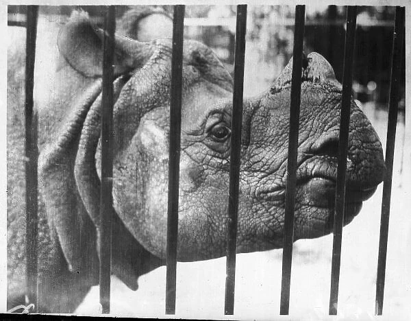 Rhino Behind Bars