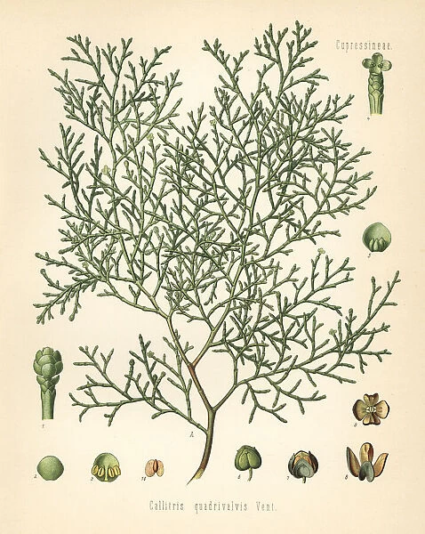 Sandarac tree, Tetraclinis articulata