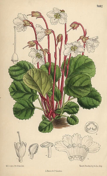 Shortia galacifolia, Oconee bells, native of Carolina