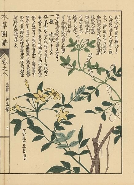 Showy jasmine, Jasminum floridum