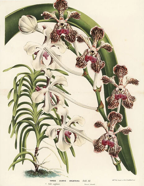 Soft vanda orchid, Vanda tricolor