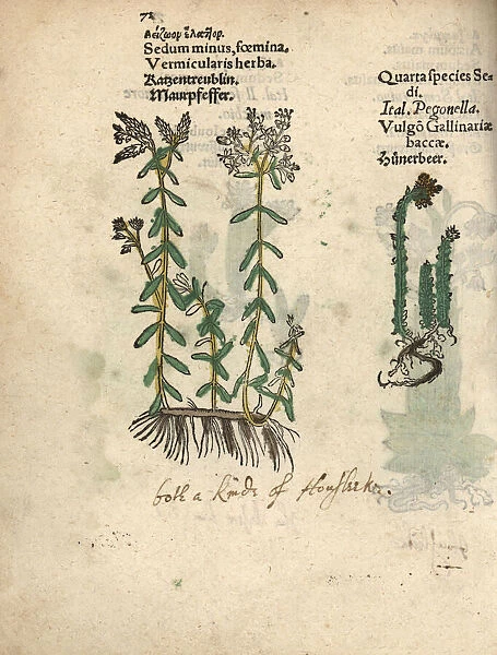 Species of white stonecrop, Sedum album