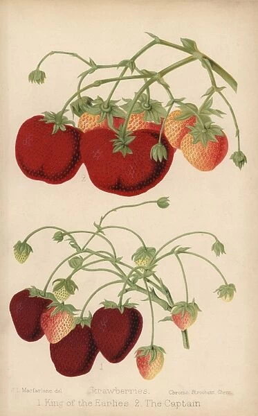 Strawberry varieties: King of the Earlies