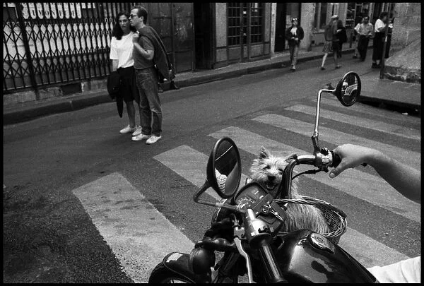 Street scene dog in Motorcycle basket, Paris, France