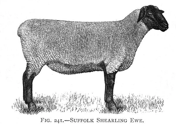 Suffolk Shearling ewe breed of sheep
