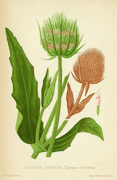 TEASEL Cardere sauvage