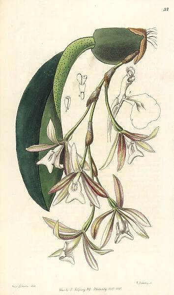 Trichopilia laxa orchid