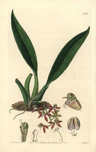 Trinidad macradenia orchid, Macradenia lutescens