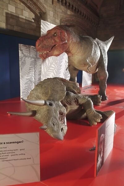 Tyrannosaurus rex with Triceratops, Upper Cretaceous dinosau