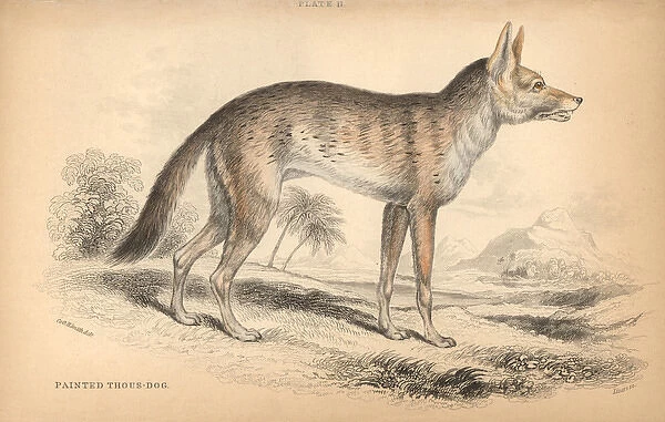 Variegated jackal, Canis aureus soudanicus