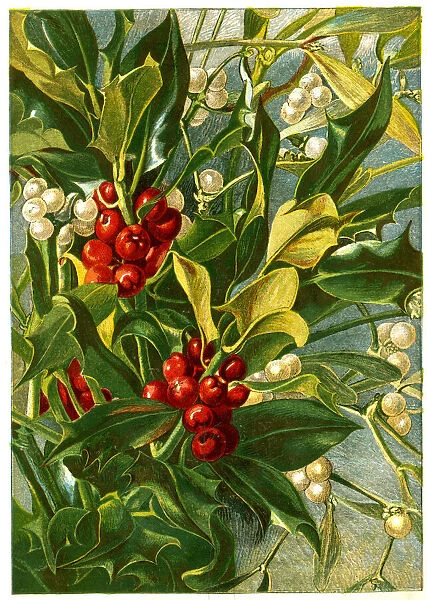 Victorian Christmas, Holly and Mistletoe
