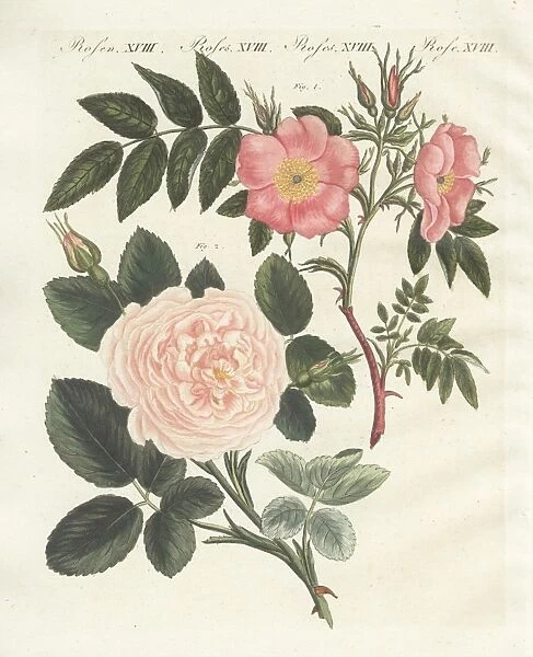 Virginia rose, Rosa lucida, and Rosa truncata major