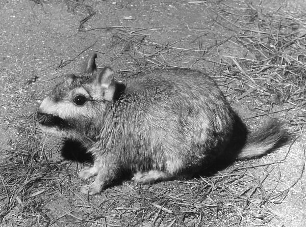VISCACHA. The Plains Viscacha, a rodent of the Chincilla family. Date: 1960s