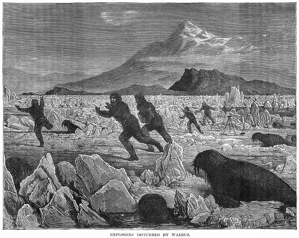 Walruses and Explorers