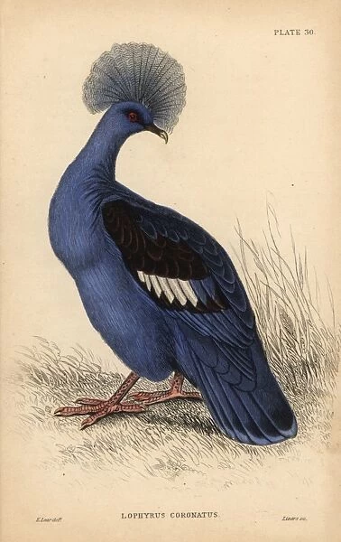 Western crowned pigeon, Goura cristata, vulnerable